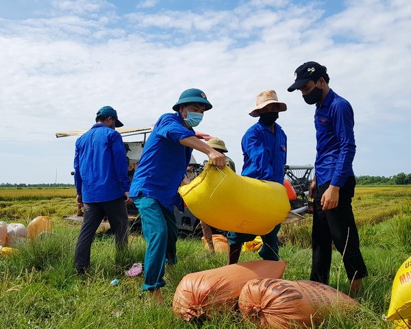 Thu hoạch vụ Hè Thu giúp bà con nông dân ở khu vực bị phong tỏa tạm thời (19/8/2020)
